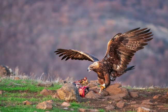 Animales que sacrifican a sus crías ante el peligro de un depredador