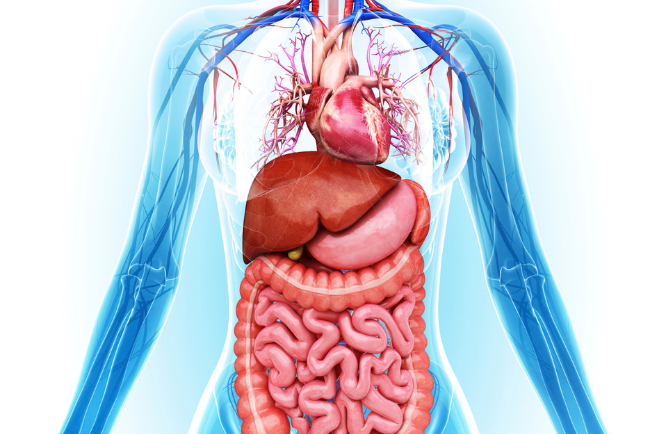Los mejores consejos para limpiar y fortalecer tu cuerpo internamente