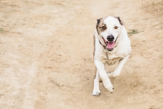 Qué pasa realmente si corres hacia un perro que te va a atacar